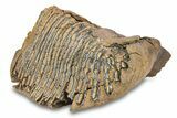 Fossil Woolly Mammoth Molar - Siberia #292761-2